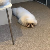 ドッグショーのペキニーズ  by Pekingese | Breed Judging 2020