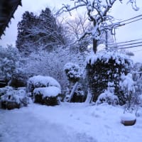 昨日の雪。