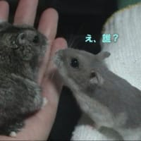 「そんな彼女に～が現れる」って？