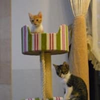キャットタワーはぼくらのお城