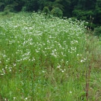 我が家の雑草