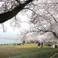 雨の海津大崎の桜