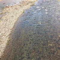 鮎、仁科川の状況