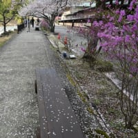 黒船桜（阿智村）