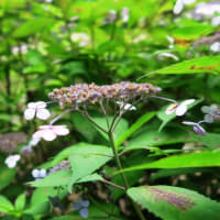 高架下の紫陽花