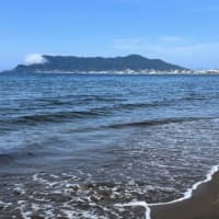 津軽海峡の青い海に映える “ブタナ” の花．．．