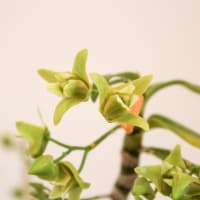 キバナノセッコク　花変わり品種の紹介