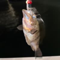 今夜も木更津沖ナイト便