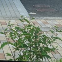 外出先で　㉕