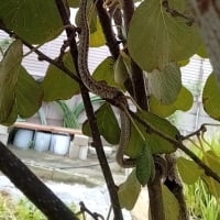 グーグルレンズを使ってみた