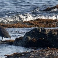 06/10探鳥記録写真：狩尾岬の鳥たち（クロサギ、ガビチョウ、トビ、）