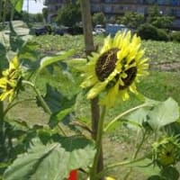 季節折々の花を訪ねて in 滋賀県守山市