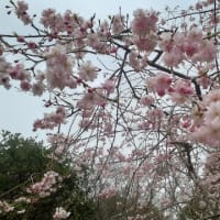 桜の京都。