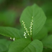 フタリシズカ、ナルコユリ