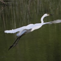 シジュウカラとコマツナギの花