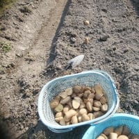 ジャガイモの植え付け