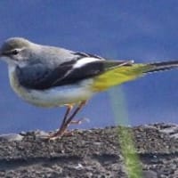 水辺好きな(？)キセキレイの姿、ドキドキ眺め　(　岐阜県美濃地方　)