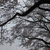 サクラが満開です