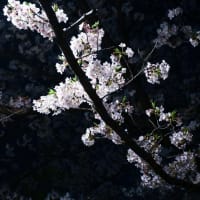 夜の桜