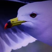 の～んびり投稿します、、、（枚数多いし、、、）（汗）