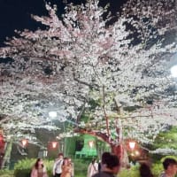 萩丘の会所開きと浜松城の夜桜