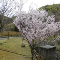 春ですね・・・