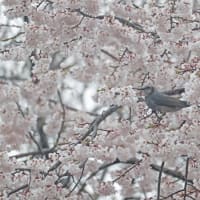 曇天の桜メジロ