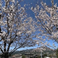 今日は我が子の見送りと庭の桜たち