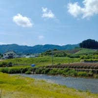 木津川と、柳生の里付近の茶畑　　　６月