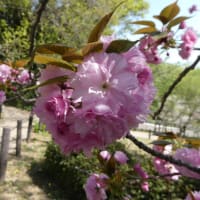 桜の回廊 2022.4.12