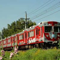 タチアオイ