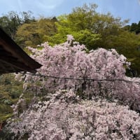 山肌覆う取り取りの妙・・・わが春のうた2025＜１＞
