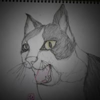ハチワレ(=^・^=)　ソラ