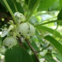 花立峠・登山道沿いの花　2025/06/21
