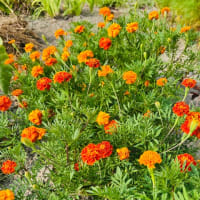 今日の花