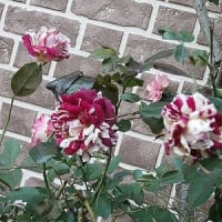 自分と同じ名前の薔薇は、やっぱり特別な存在＆壁面の蔓バラも段々と・・・