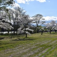 ソメイヨシノ狩り　岩手県立御所湖広域公園　雫石川園地の桜並木（2）桜のトンネルを東へ