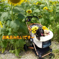 菜乃葉　撮影会デビュー