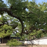 防府市　国分寺のサルスベリを見に　今年も行きました　(^^♪