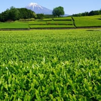 静岡県牧之原茶畑