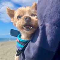 あっちからの江の島、こっちからの江の島