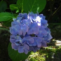 山寺の紫陽花
