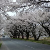 鳥取桜めぐり2025