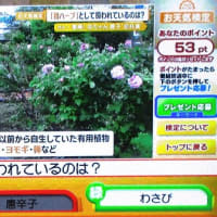 ５月１２日の「お天気検定」は千葉県佐倉市「佐倉ハーブ園」からでした