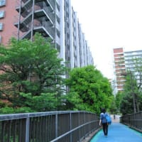 光が丘公園　イチョウ並木　　　17