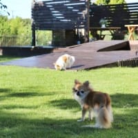 しっぽが無くなる🐕❔