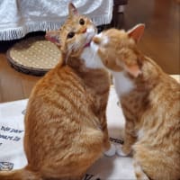 3にゃんず🐱🐱🐱の日々