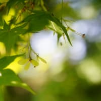 武尊神社。雨の日の男料理は、はてなブログに。
