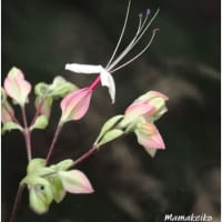 クサギの花