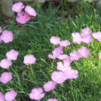 「ナデシコチェダーピンクの花が咲きました」　MY　GARDEN　2022.06.21日撮影